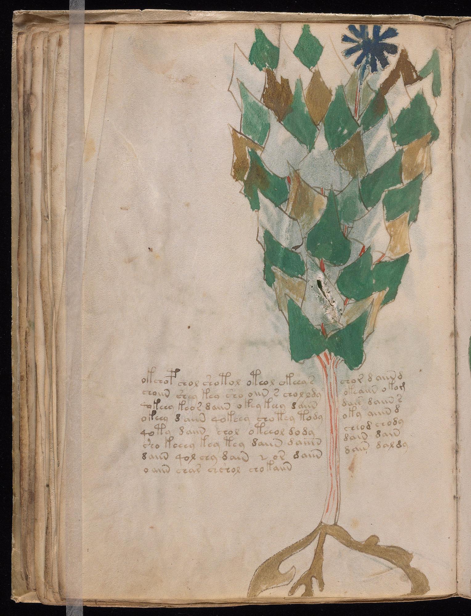Voynich Manuscript folio f38v — Beinecke MS 408